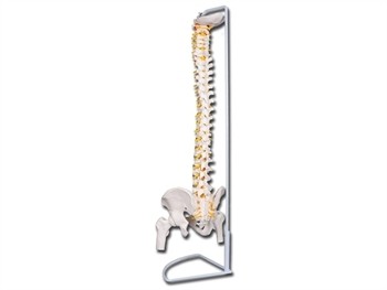 Mulaj coloana vertebrala flexibila- cu cap femural VALUE