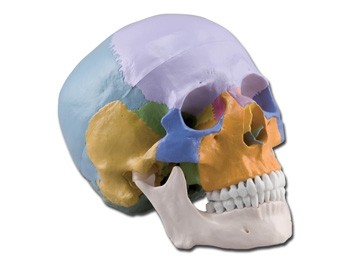 Mulaj craniu uman – 3 parti – colorat