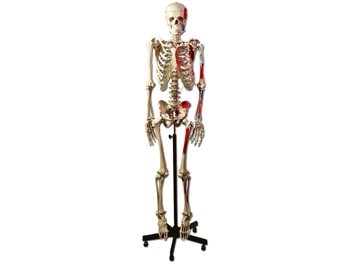 Mulaj schelet uman muscular