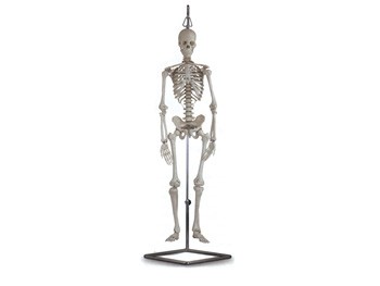 Mulaj schelet uman -80 cm
