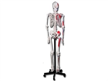 Mulaj schelet uman muscular-180 cm