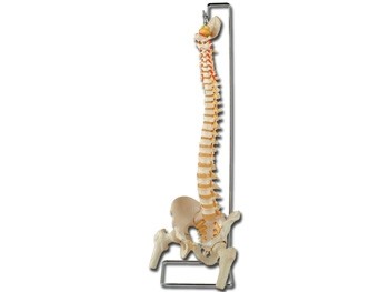 Mulaj coloana vertebrala flexibila- cu cap femural