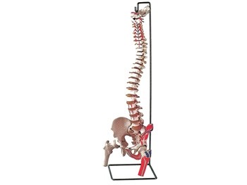 Mulaj coloana vertebrala flexibila cu cap femural si muschi