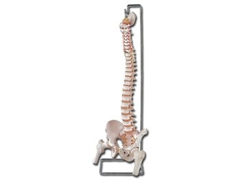 Mulaj coloana vertebrala flexibila cu cap femural si sacrum
