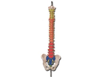 Mulaj coloana vertebrala flexibila cu regiuni colorate