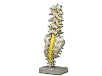 Coloana vertebrala – lombara cu os sacral si coccis