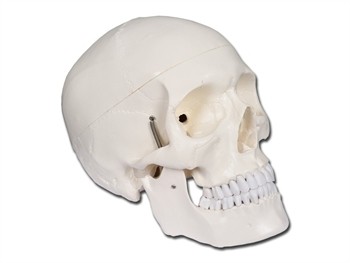Mulaj craniu uman – 3 parti detaliat
