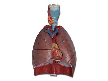 Mulaj sistem respirator