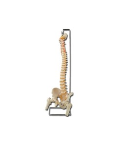 Mulaj coloana vertebrala flexibila- cu cap femural