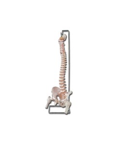 Mulaj coloana vertebrala flexibila cu cap femural si sacrum