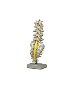 Coloana vertebrala – lombara cu os sacral si coccis