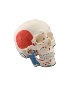 Mulaj craniu uman – 3 parti – muscular