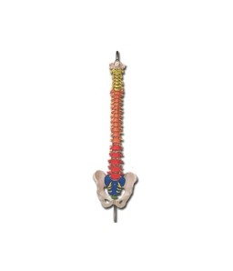 Mulaj coloana vertebrala flexibila cu regiuni colorate