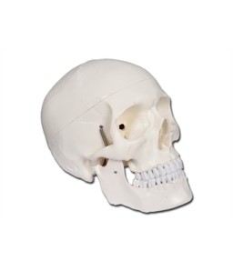 Mulaj craniu uman – 3 parti detaliat