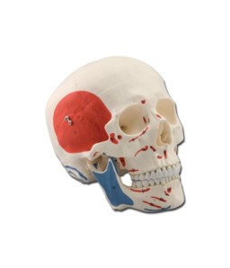 Mulaj craniu uman – 3 parti – muscular