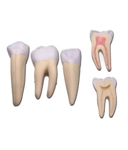 Mulaj 3 dinti (incisiv, canin şi molar)