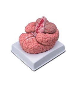 Mulaj creier cu artere